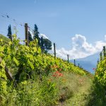 Mohnblumen im Weinberg