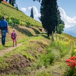 Kastelaz Weinberg Gewürztraminer Weinwandertag