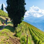 Kastelaz Weinberg Gewürztraminer Weinwandertag