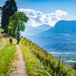 Kastelaz Weinberg Gewürztraminer Weinwandertag