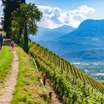 wandern Gewürztraminer Weinwandertag