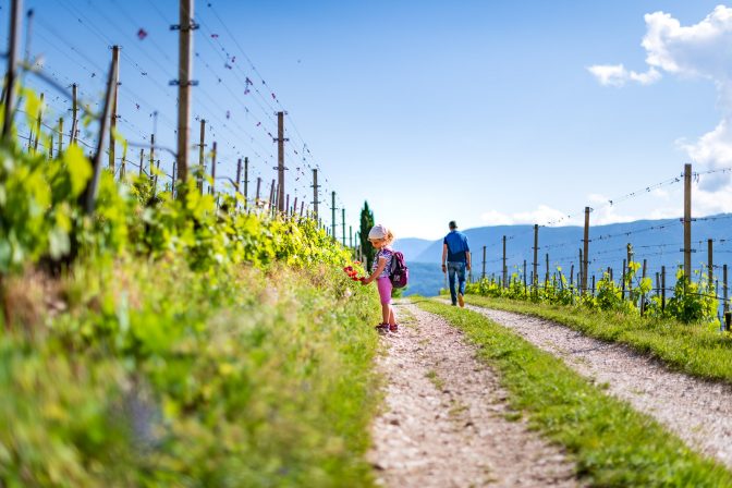 Gewürztraminer Weinwandertag