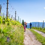 wandern Gewürztraminer Weinwandertag