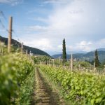 Gewürztraminer Weinwandertag