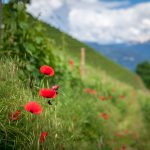 Gewürztraminer Weinwandertag