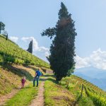 Gewürztraminer Weinwandertag