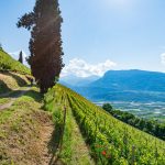 Gewürztraminer Weinwandertag