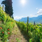 Weinberg Gewürztraminer Weinwandertag