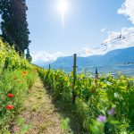 Gewürztraminer Weinwandertag