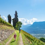 Gewürztraminer Weinwandertag