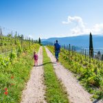 Wanderung Gewürztraminer Weinwandertag