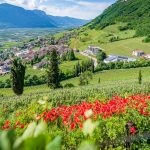 Blick auf das Weindorf Tramin