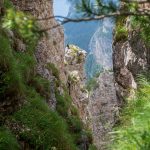 Eine Alpendohle auf einen Felsen