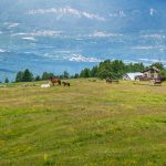 Malga Smarano di Sfruz