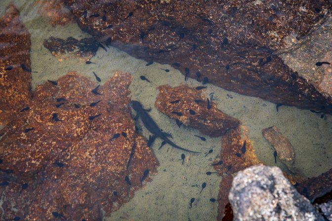 Kaulquappen und Molche im Laugensee