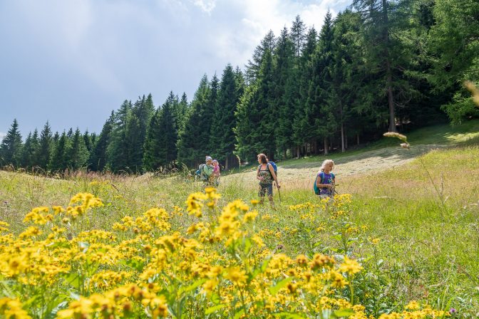 Durch eine gelb blühende Wiese