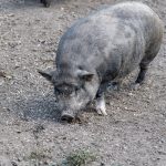 Hängebauchschwein in der Tierwelt Rainguthof