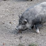 Hängebauchschwein in der Tierwelt Rainguthof