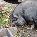 Hängebauchschwein in der Tierwelt Rainguthof