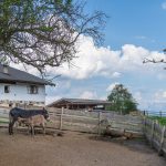 Esel in der Tierwelt Rainguthof