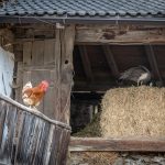 Hahn auf dem Rainguthof