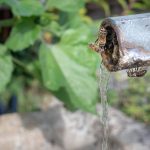 Bienen trinken Wasser