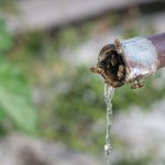 Bienen trinken Wasser