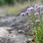 Wohlriechender Lauch auf dem Gleifhügel über Eppan