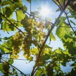 Weiße Weintrauben in der Sonne