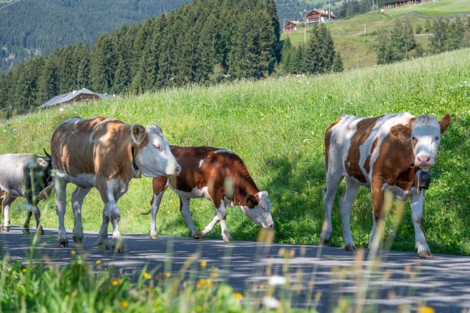 Jungkühe beim Almabtrieb in Latzfons