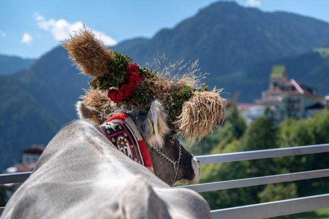 Die Kranzkuh blickt auf Latzfons