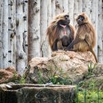 Affe im Tiergarten Parco Natura Viva in Affi