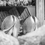 Zebra im Tiergarten Parco Natura Viva in Affi