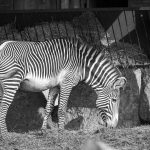 Zebra im Tiergarten Parco Natura Viva in Affi