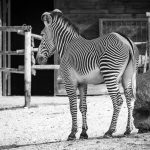 Zebra im Tiergarten Parco Natura Viva in Affi