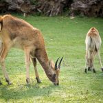 Gazelle im Tiergarten Parco Natura Viva in Affi