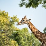 Giraffe im Tiergarten Parco Natura Viva in Affi