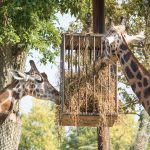 Giraffe im Tiergarten Parco Natura Viva in Affi