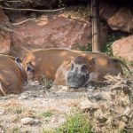 Warzenschweine im Tiergarten Parco Natura Viva in Affi