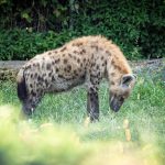 Hyäne im Tiergarten Parco Natura Viva in Affi