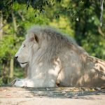 Löwe im Tiergarten Parco Natura Viva in Affi