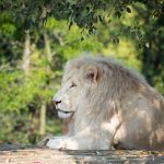 Löwe im Tiergarten Parco Natura Viva in Affi