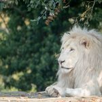 Löwe im Tiergarten Parco Natura Viva in Affi