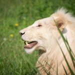 Löwe im Tiergarten Parco Natura Viva in Affi