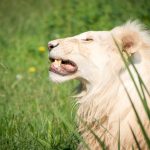 Löwe im Tiergarten Parco Natura Viva in Affi