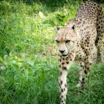 Gepard im Tiergarten Parco Natura Viva in Affi