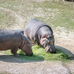 Nilpferd im Tiergarten Parco Natura Viva in Affi