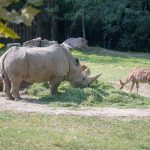 Nasjorn im Tiergarten Parco Natura Viva in Affi