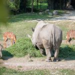 Nasjorn im Tiergarten Parco Natura Viva in Affi