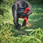 Schimpanse im Tiergarten Parco Natura Viva